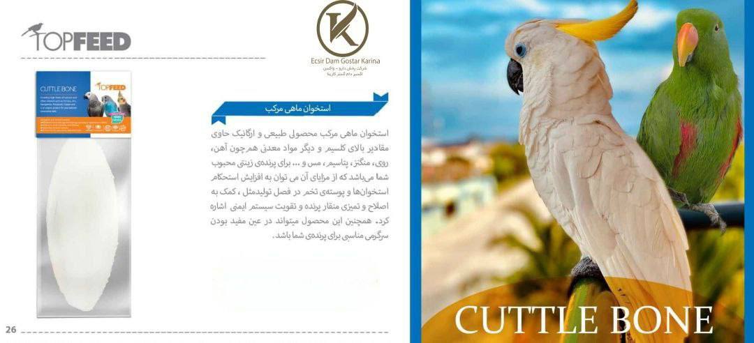 کف دریا پرندگان