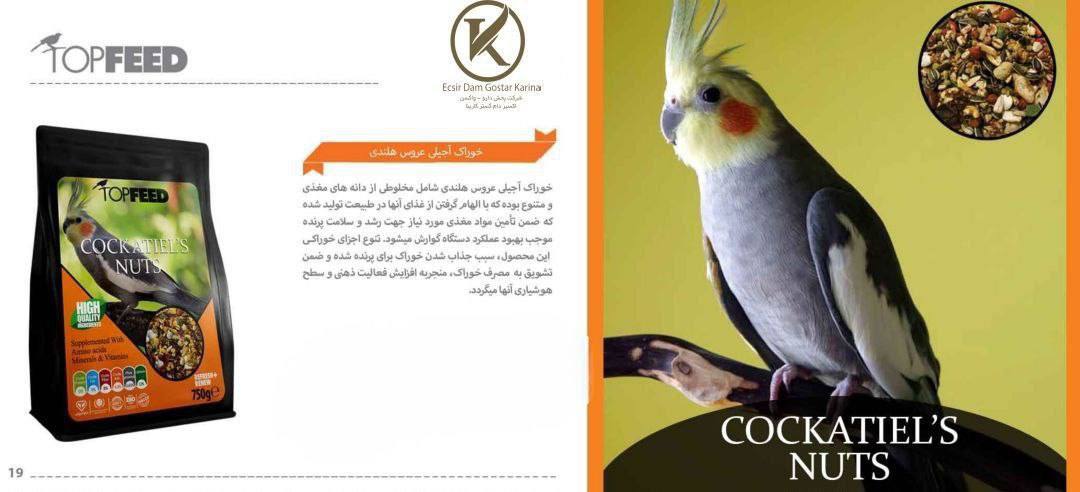 خوراک آجیلی عروس هلندی